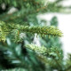ნაძვის ხე FRASER FIR 210 სმ (გერმანია)