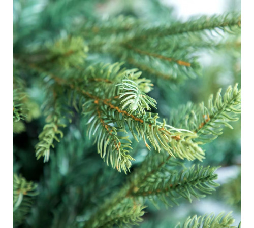 ნაძვის ხე FRASER FIR 210 სმ (გერმანია) ნაძვის ხე FRASER FIR 210 სმ (გერმანია)