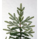 ნაძვის ხე FRASER FIR 210 სმ (გერმანია)