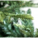 ნაძვის ხე FRASER FIR 210 სმ (გერმანია)