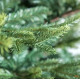ნაძვის ხე FRASER FIR 240 სმ (გერმანია)