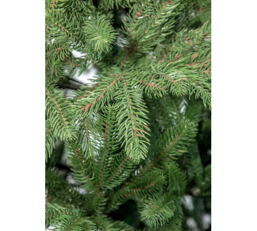 ნაძვის ხე ALASKA PREMIUM 240cm PE (გერმანია) ნაძვის ხე ALASKA PREMIUM 240cm PE (გერმანია)
