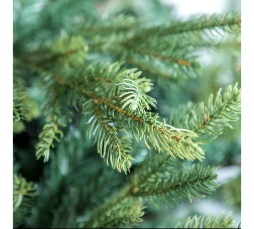 ნაძვის ხე FRASER FIR 210 სმ (გერმანია) ნაძვის ხე FRASER FIR 210 სმ (გერმანია)