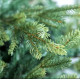 ნაძვის ხე FRASER FIR 210 სმ (გერმანია)